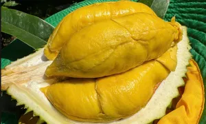 Trung Quốc vẫn tăng mua rau quả Việt